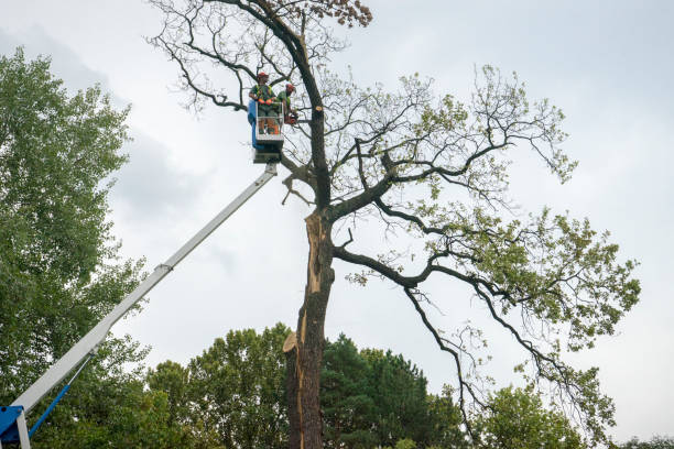 How Our Tree Care Process Works  in  Henderson, TN