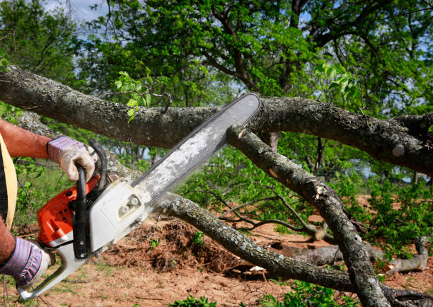 Trusted Henderson, TN Tree Care Experts
